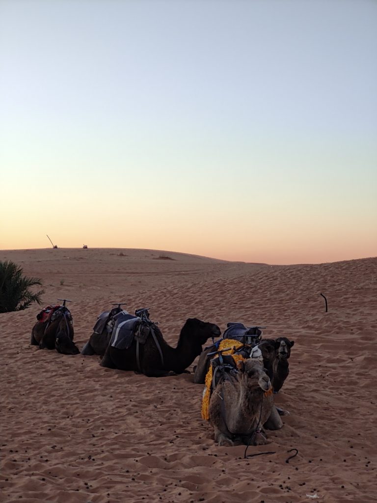 Camels in western sahara