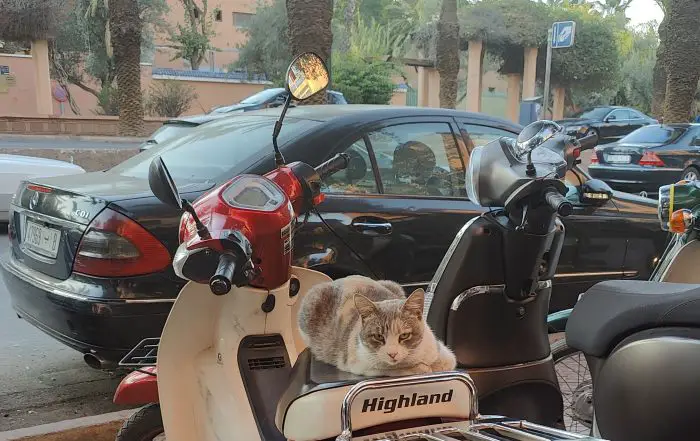 Marrakesh cat on motorcycle