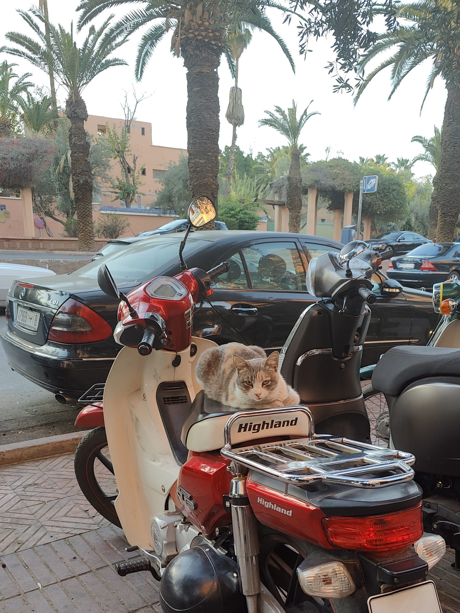 Marrakesh cat on motorcycle
