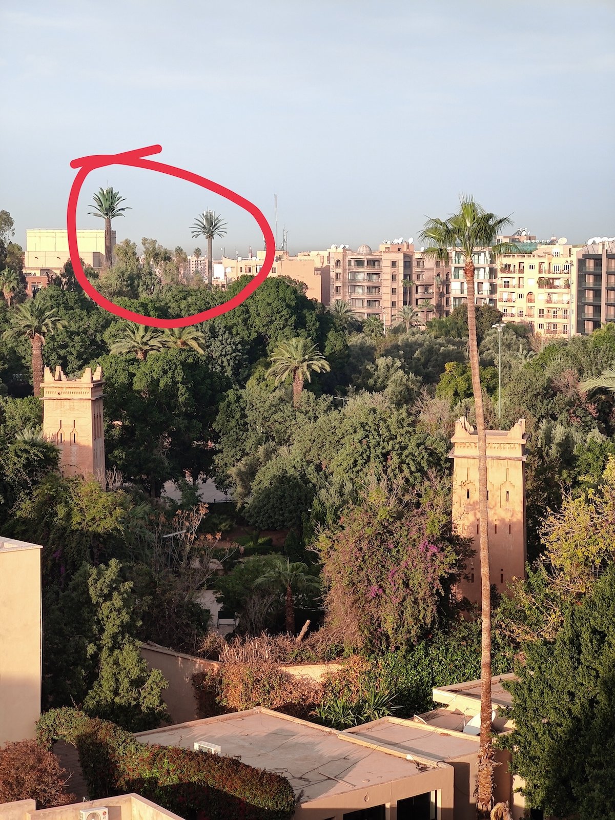 Phone towers disguised as palm trees.