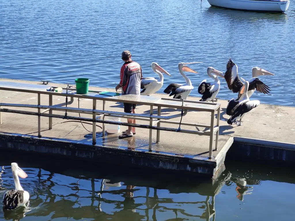 Pelicans Yamba waterway