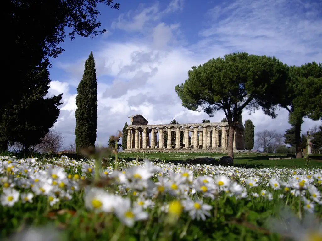 paestum_flowers